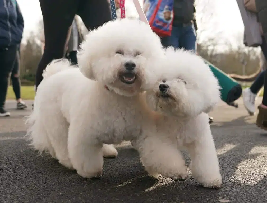 A pair of bichon frises pose for the camera as they arrive for the show
