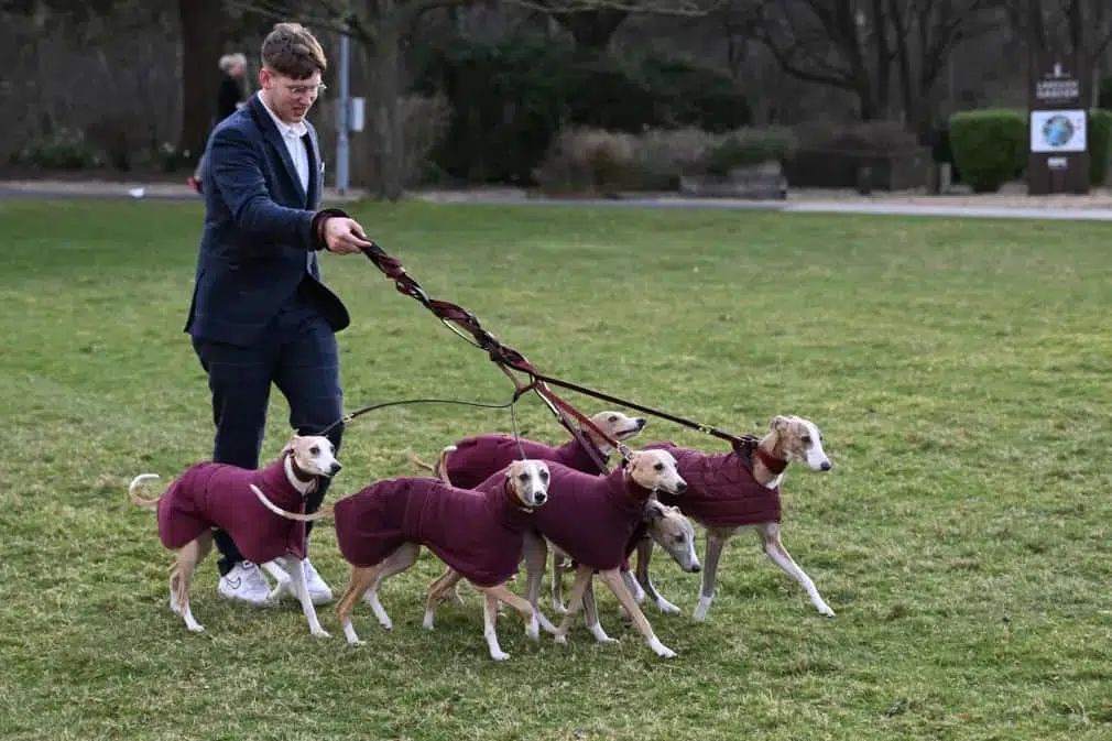 Six dogs arrive in matching coats ready for day two of the dog show
