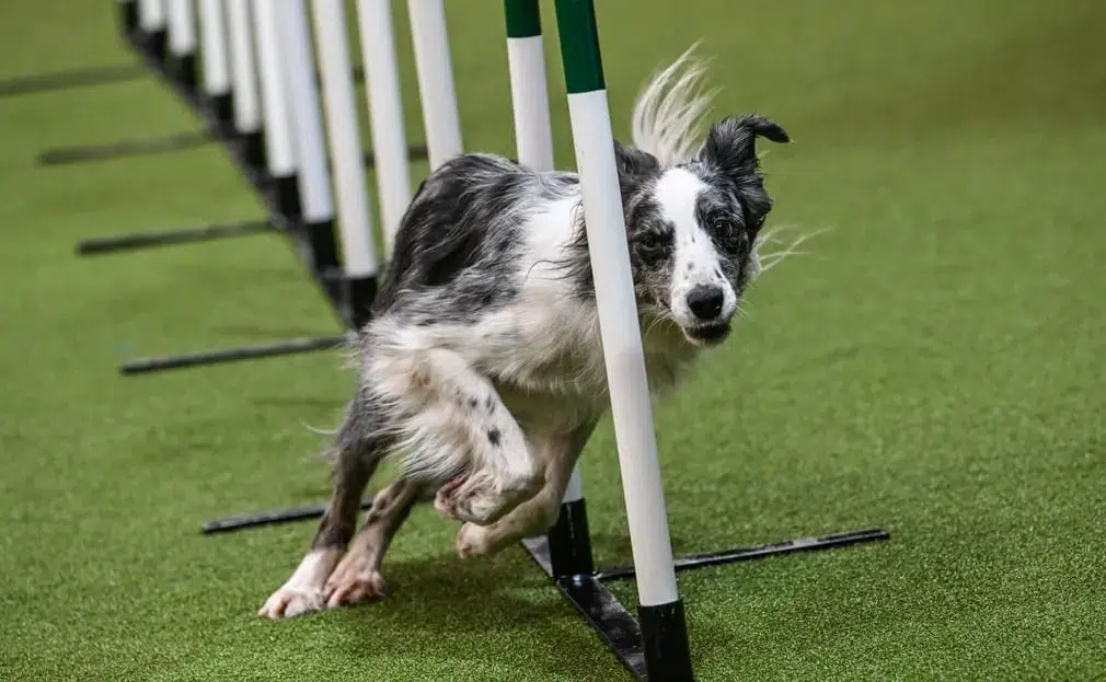 A dog weaves through poles in the agility competition
