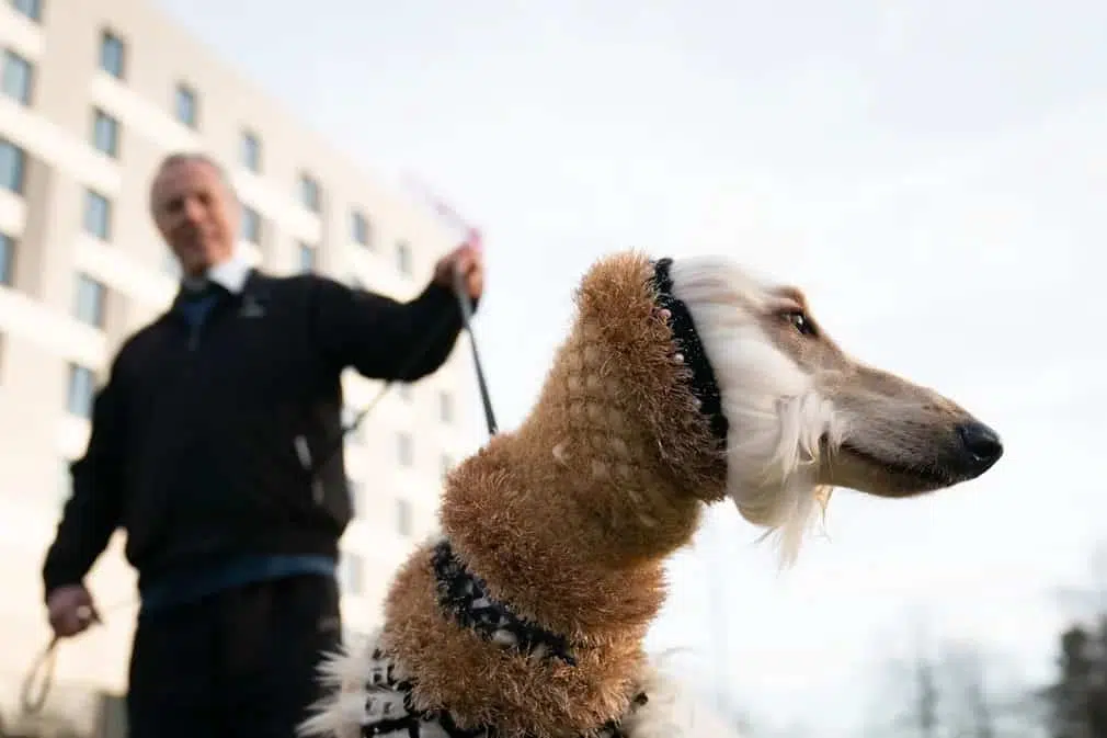 An Afghan hound arrives wearing a snood
