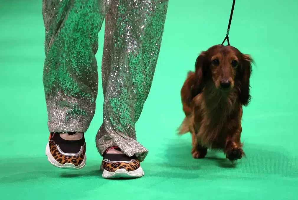 A competitor in sequinned trousers takes her miniature long-haired dachshund into the ring