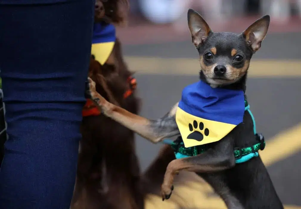 A chihuahua wears a scarf in the colours of the Ukrainian flag
