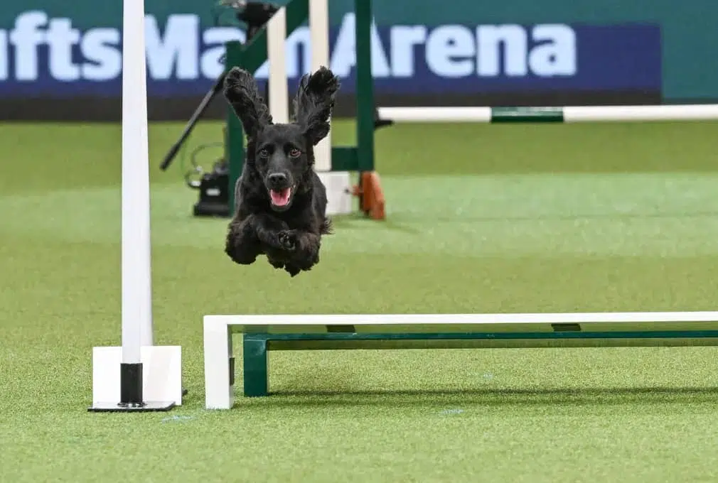 Jumping pups at the World’s Greatest Show