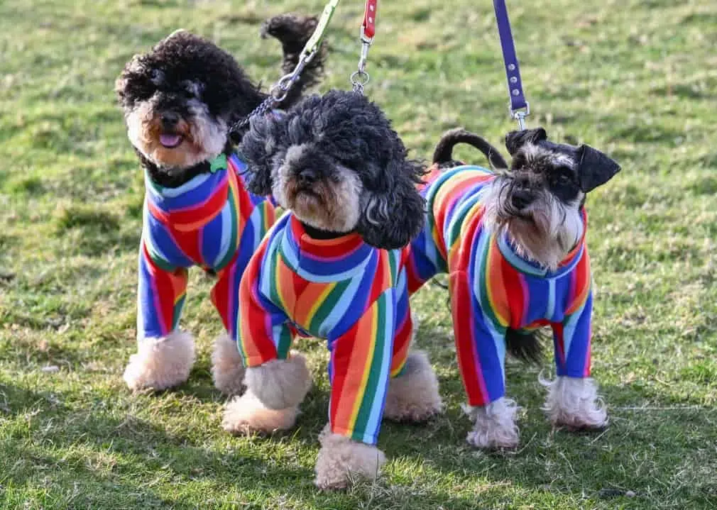 Colourful outfits keep the dogs clean as they arrive for the show