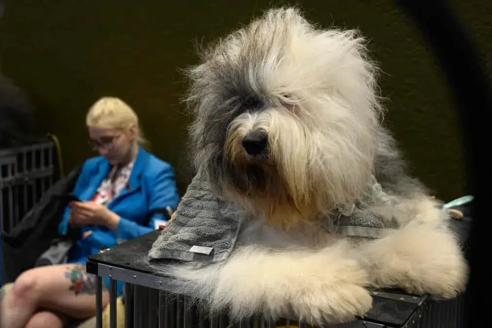 An old English sheepdog rests on a dog show grooming table