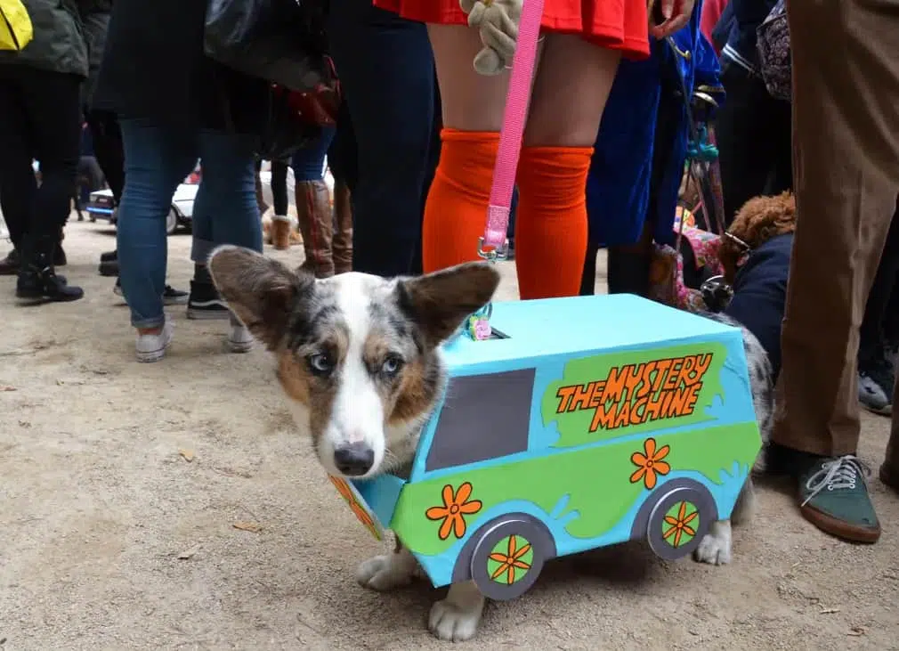 Maly as the Mystery Machine from Scooby Doo.
