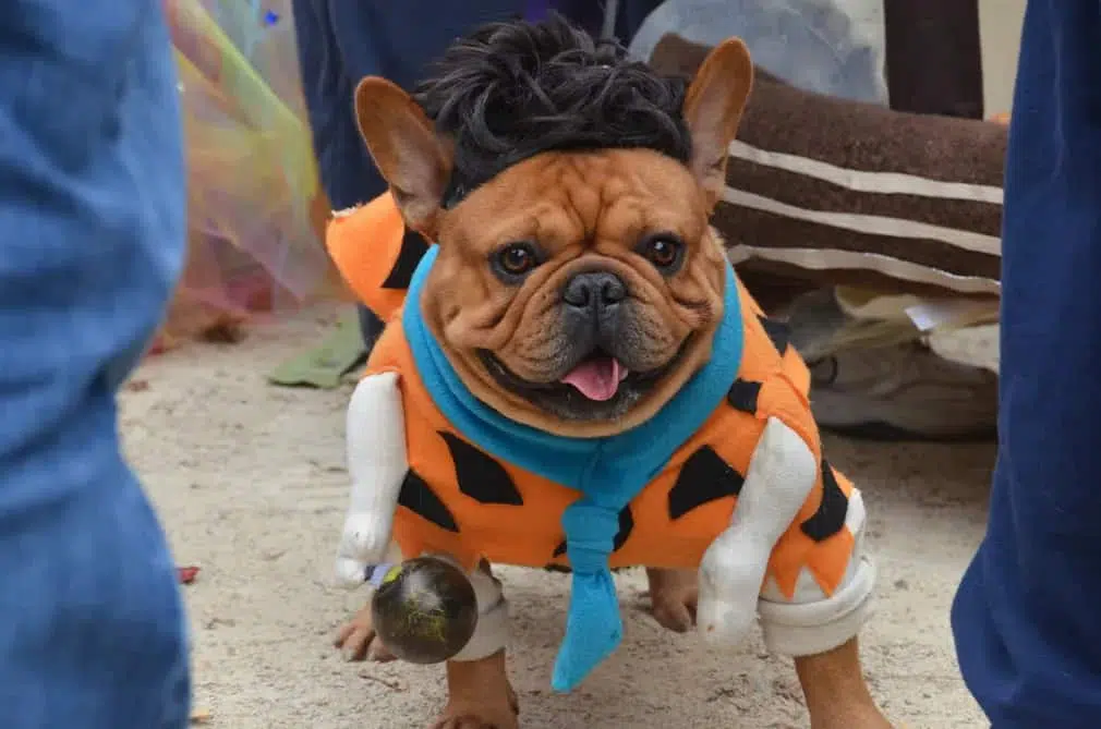 Gus the French bulldog came as Fred Flintstone
