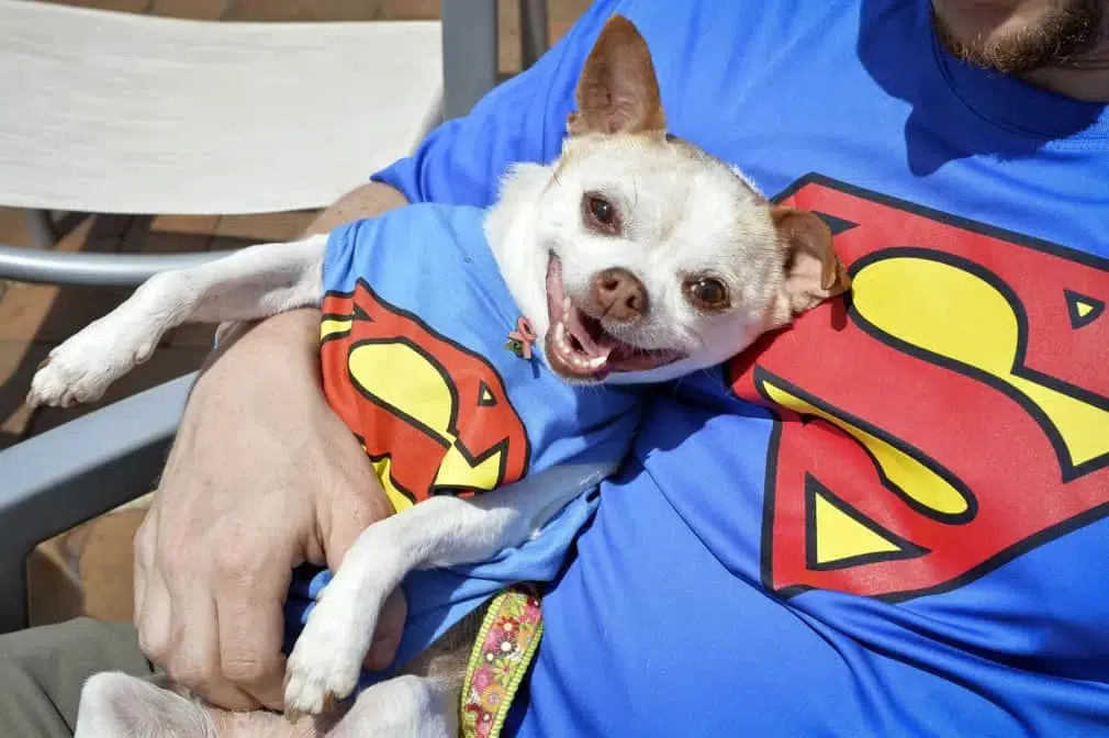 Is it a bird? Is it a plane? No, it’s Super Chihuahua event in Washington DC