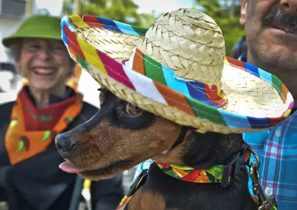 A chihuahua cuts a dash in a sombrero at the Chihuahua event in Washington DC
