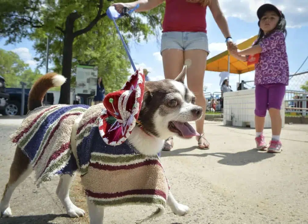 If the hat fits ... a costumed chihuahua during the fourth annual Running of the Chihuahua event in Washington DC

