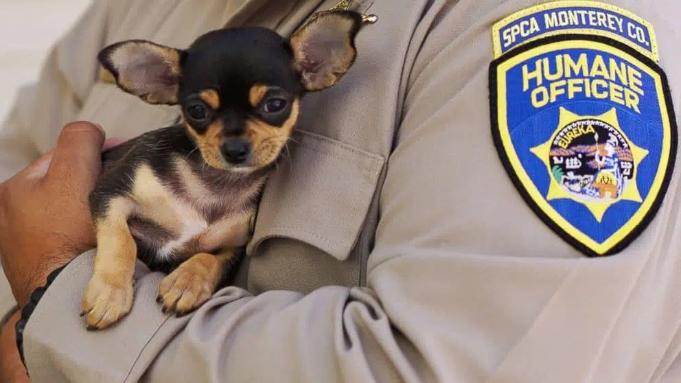Pierre the chihuahua was surrendered to the SPCA on July 19.
SPCA for Monterey County