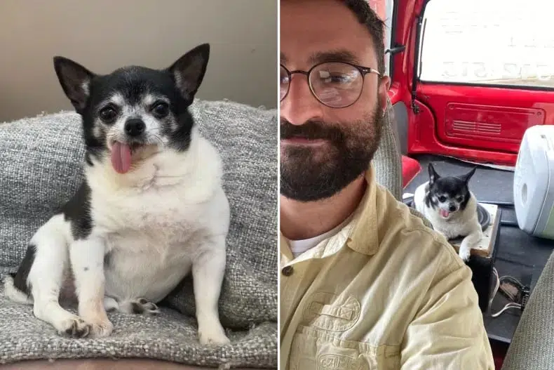 13-year-old Macaroni, who lives in Australia with his owners, left, and a picture of the Chihuahua getting snuggly on top of the subwoofer with owner Denis Arbatov in front, right. 