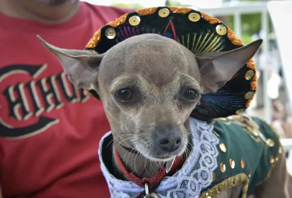 A chihuahua in a bejewelled and lace-edged outfit at Chihuahua event in Washington DC