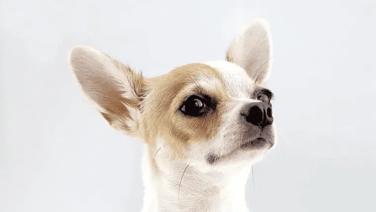 Stray Chihuahua Embraces the Stage With New Parents
