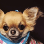 Stray Chihuahua Finds New Home