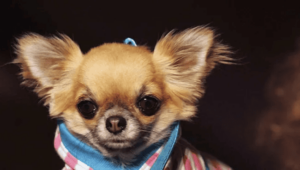 Read more about the article Stray Chihuahua Finds New Home