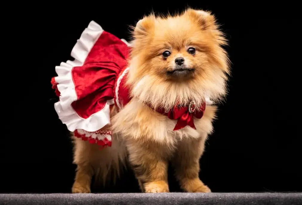 Dolly the chihuahua at the Collingham Memorial