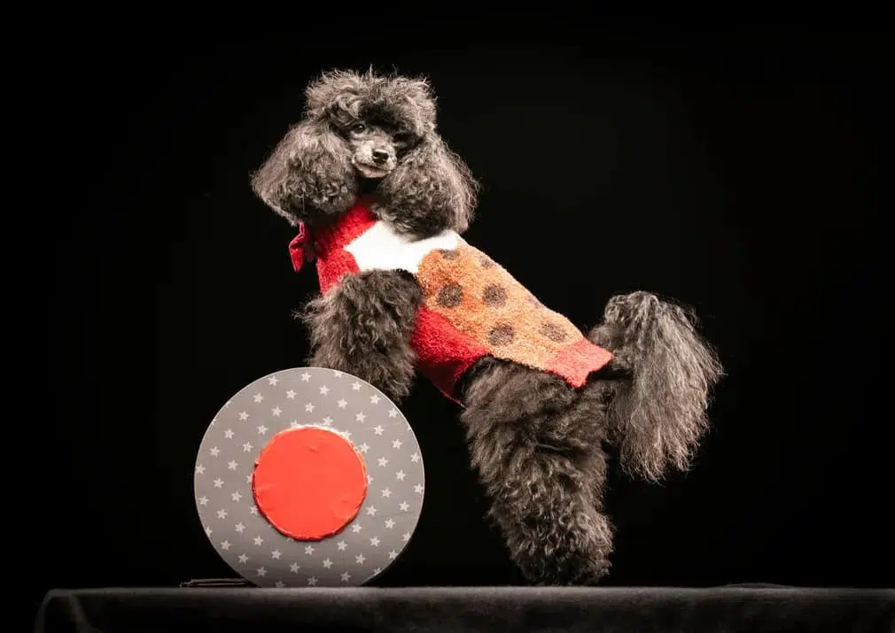 Anton the toy poodle at the Collingham Memorial