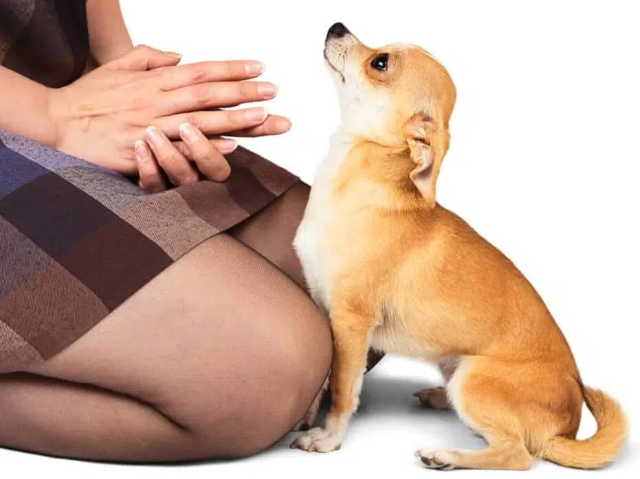 How To Teach Your Chihuahua To Sit