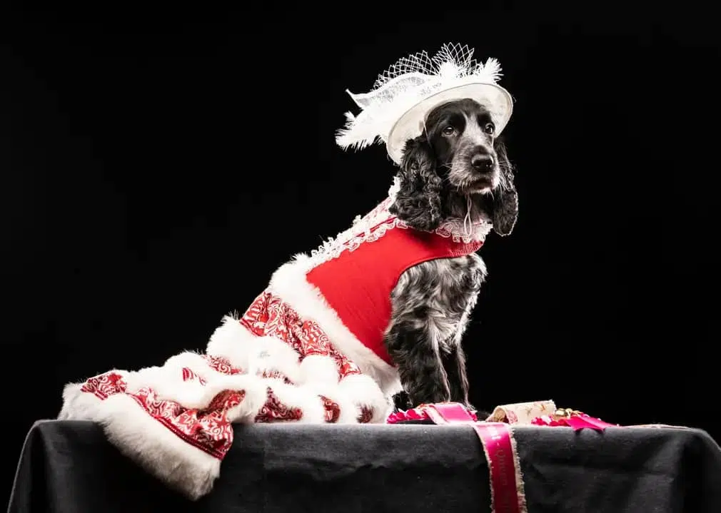 Mia the cocker spaniel, winner of Queen Bell category
