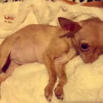 Shaking Chihuahua Rescued from Puppy Mill