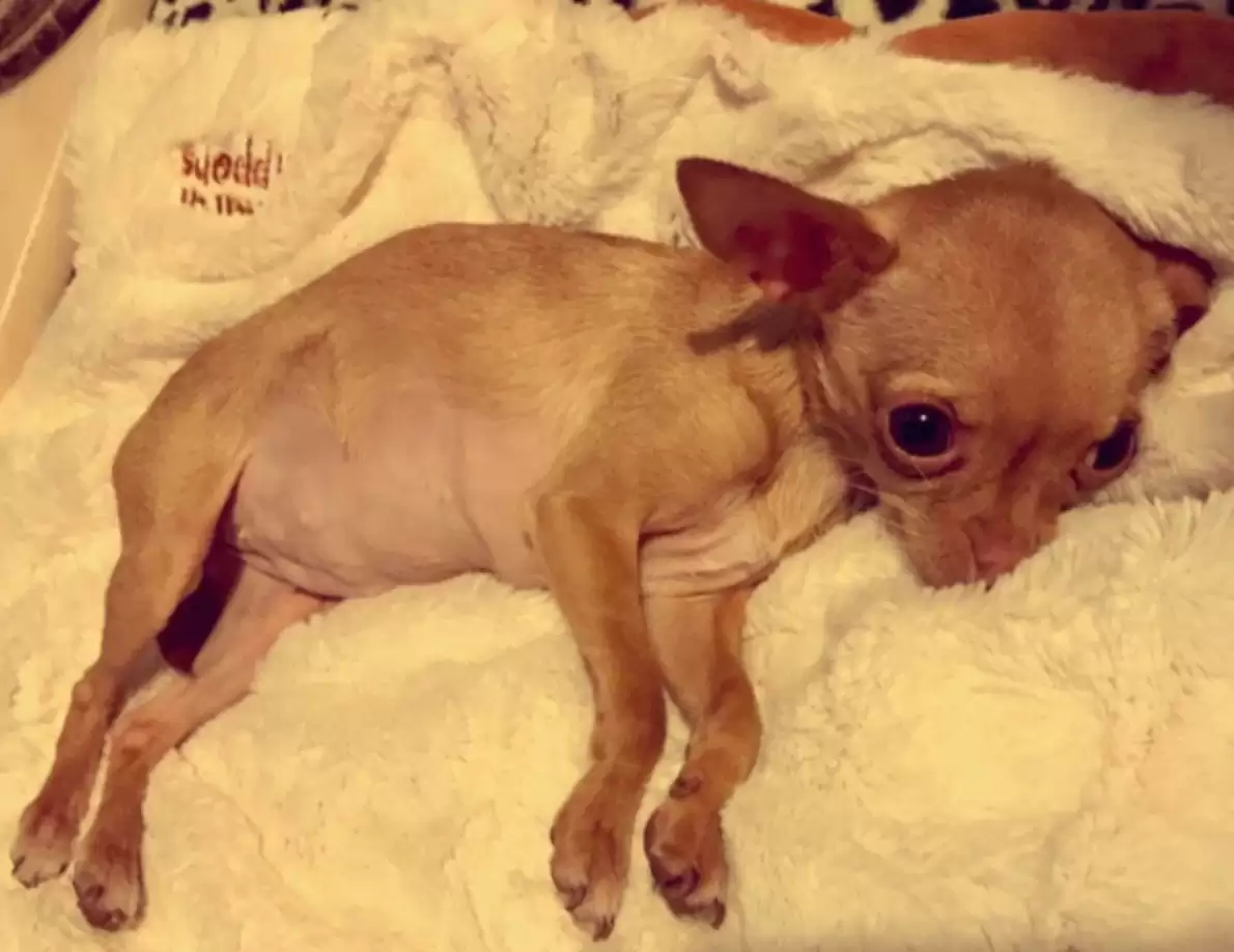 Read more about the article Shaking Chihuahua Rescued from Puppy Mill