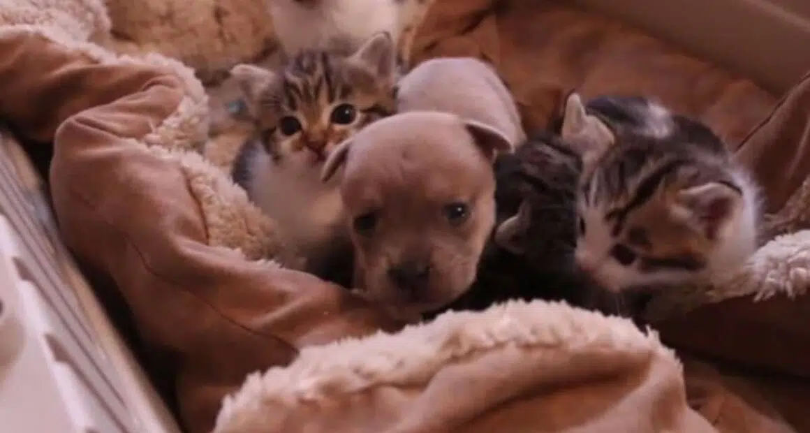 this orphaned chihuahua puppy is thriving as part 2 21720 1461949324 5 dblbig