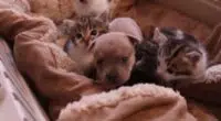 this orphaned chihuahua puppy is thriving as part 2 21720 1461949324 5 dblbig