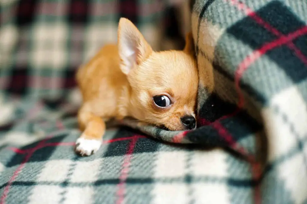 when do chihuahuas stop growing 1734 orig