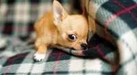 when do chihuahuas stop growing 1734 orig