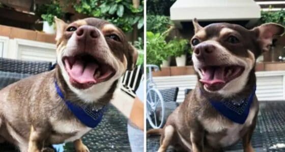 Why Chihuahuas Are the Worst Dog Breed