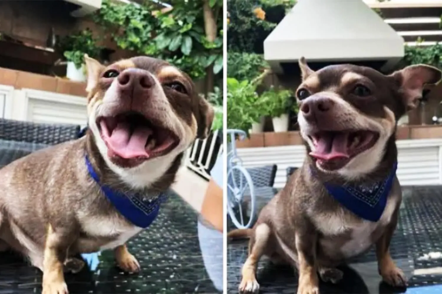 Chihuahuas’ Smiles are The Scariest Thing