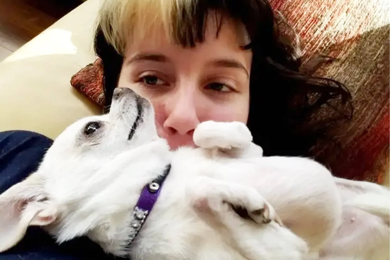 Chihuahuas Are Too Vicious to Cuddle With
