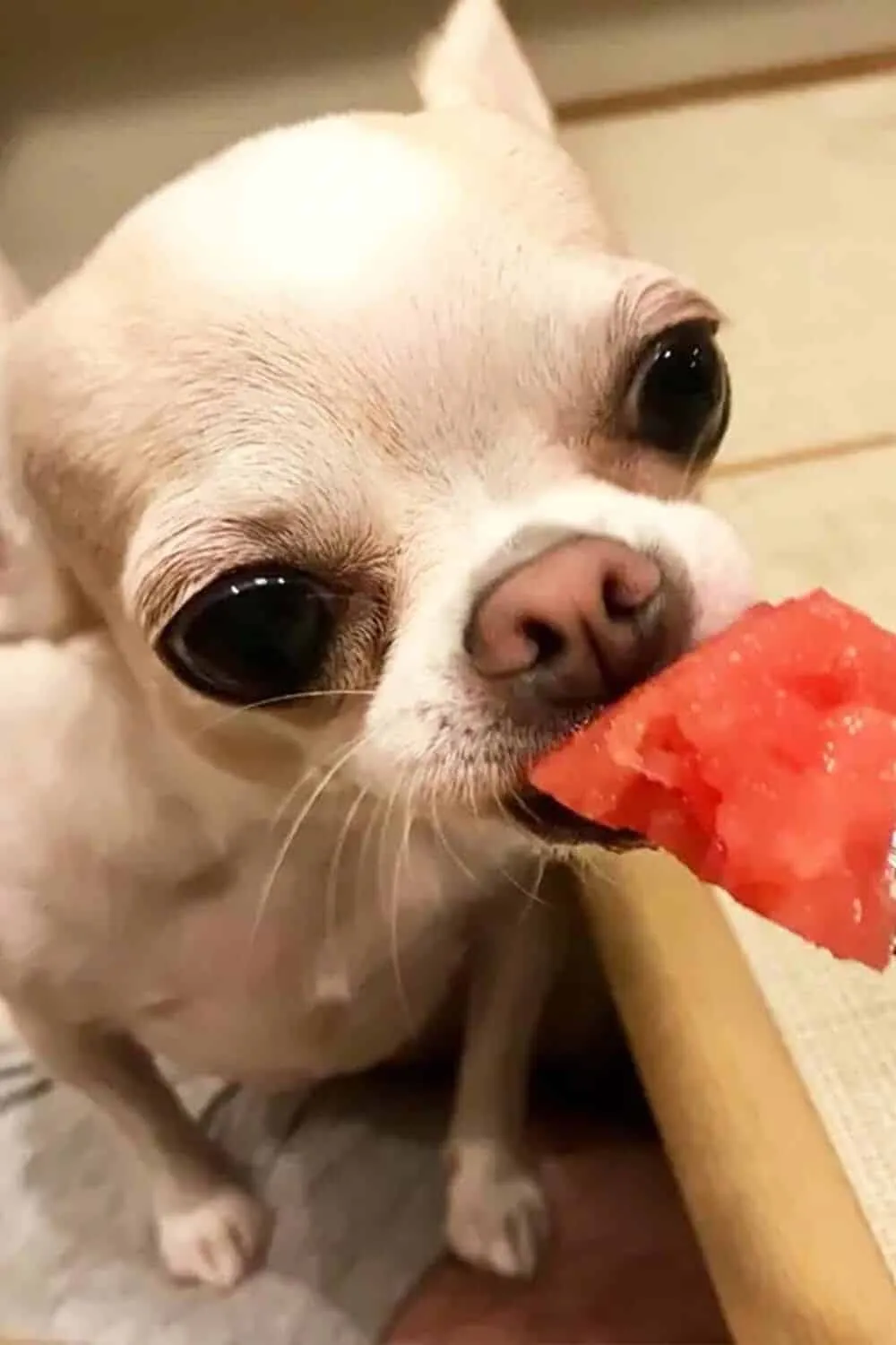 You Can’t Trust Chihuahuas to Be Gentle

