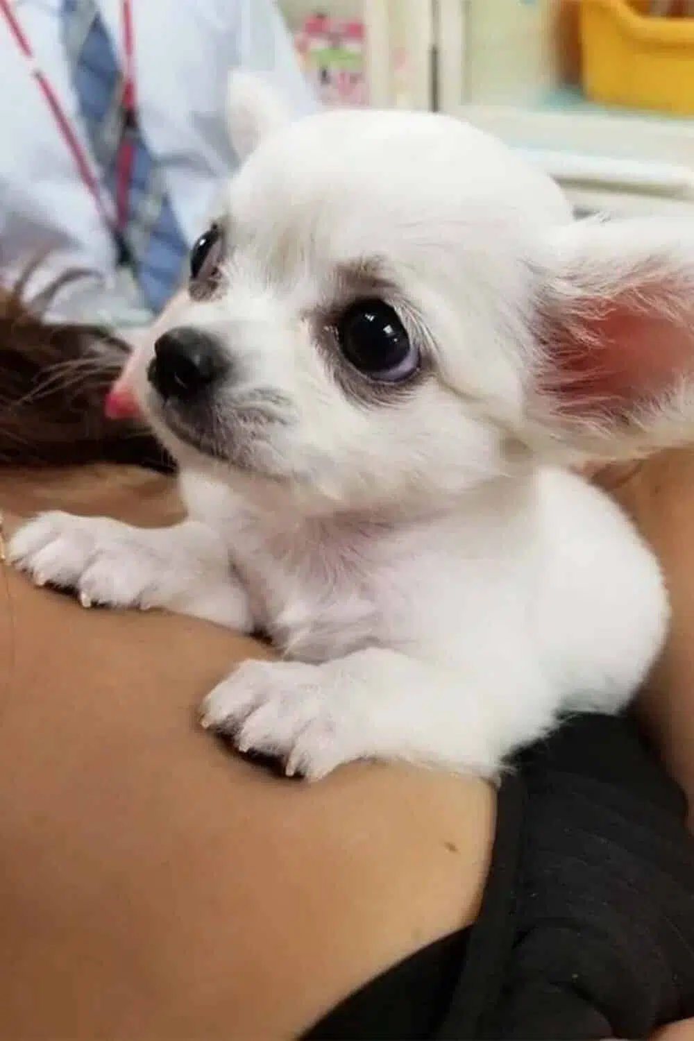 Chihuahuas Aren’t as Cute as Puppies
