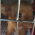 Tiny Chihuahua Goes Viral After Surviving Death Sentence