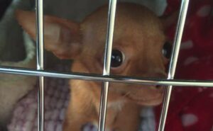 Read more about the article Tiny Chihuahua Goes Viral After Surviving Death Sentence