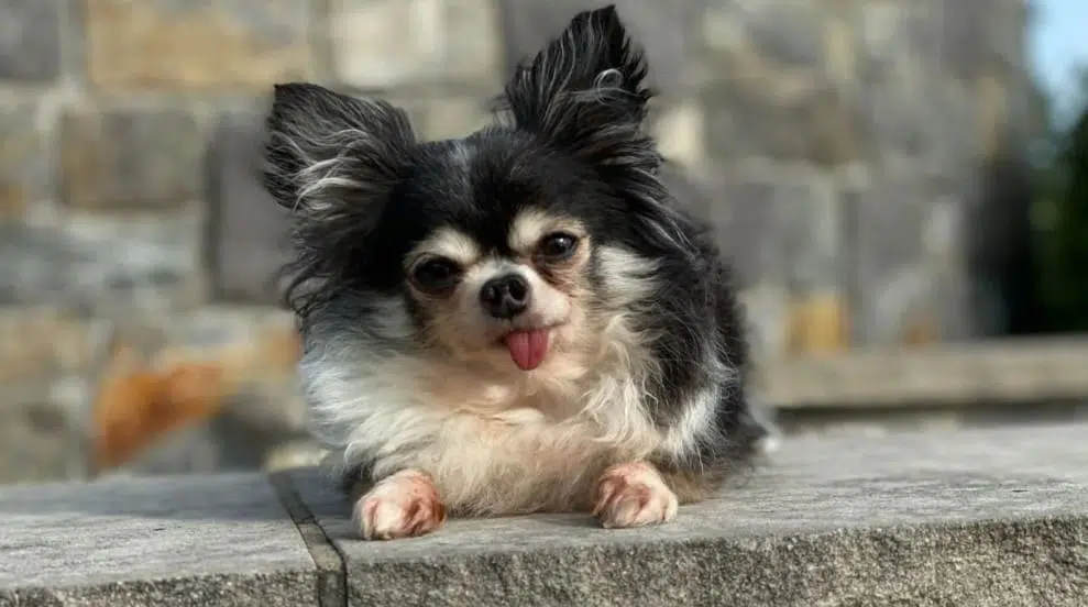 Hero Dog