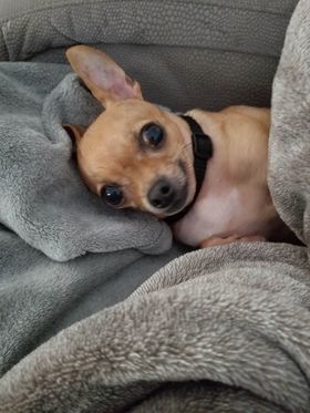 smiling chihuahua on blanket