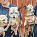 Abandoned Chihuahuas on a Heatwave