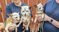 Abandoned Chihuahuas