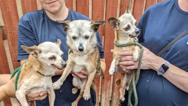 Abandoned Chihuahuas