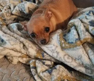 scared chihuahua on carpet
