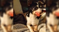 This Chi Will Make You Trust Second Chances 2 Senior Chihuahua at Piedmont Animal Rescue