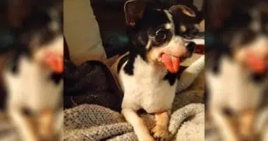 Senior Chihuahua at Piedmont Animal Rescue
