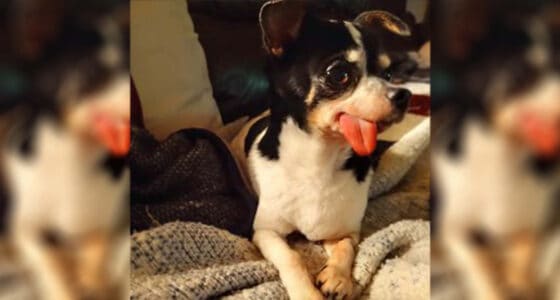 Senior Chihuahua at Piedmont Animal Rescue