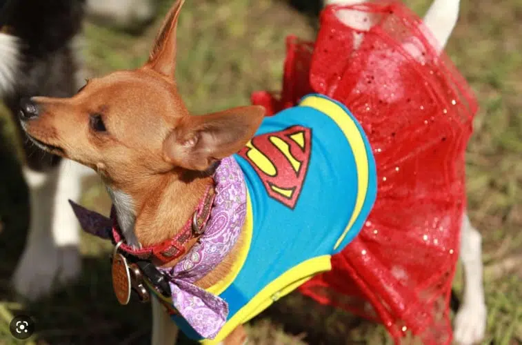 Chihuahua wearing a Superman costume
