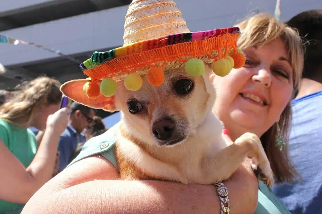 Festive Chihuahua at Bark in the Park
