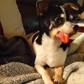 The adorable Chihuahua with his tongue out