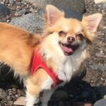 Chihuahua Mauled to Death by Greyhound on Beach